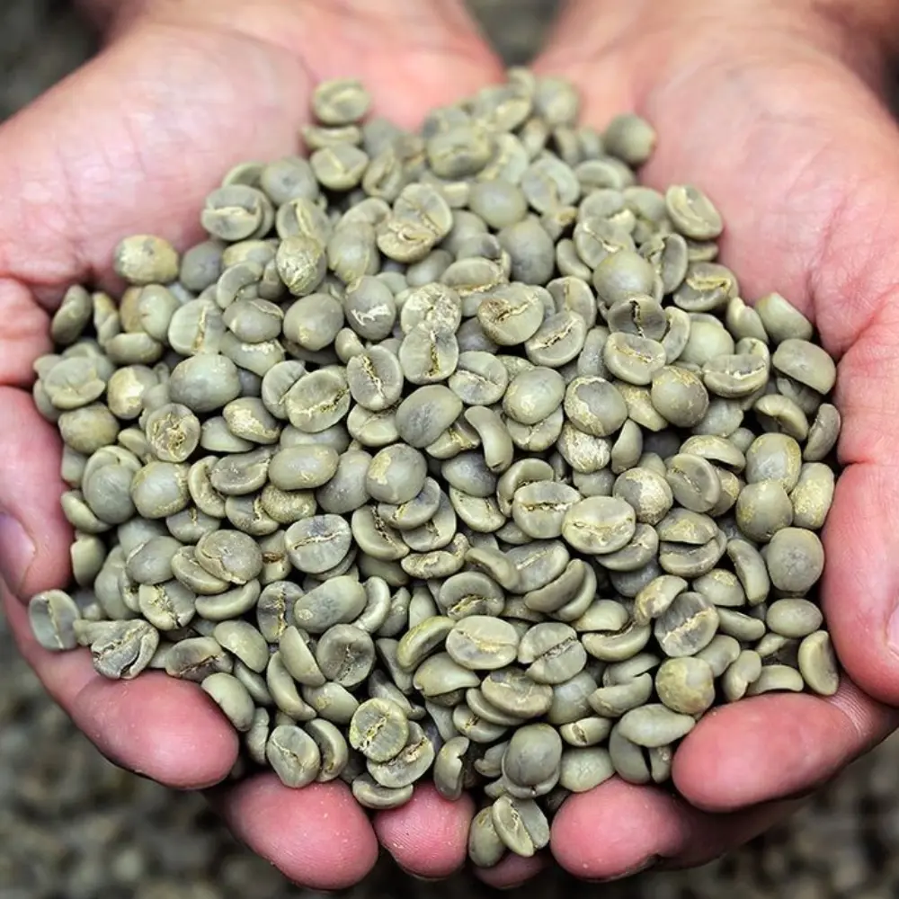 Top Choice Bulk Green Coffee Beans Organic Arabica Coffee Beans Wholesale Green Coffee OEM ODM Fast Delivery Made in Vietnam 4