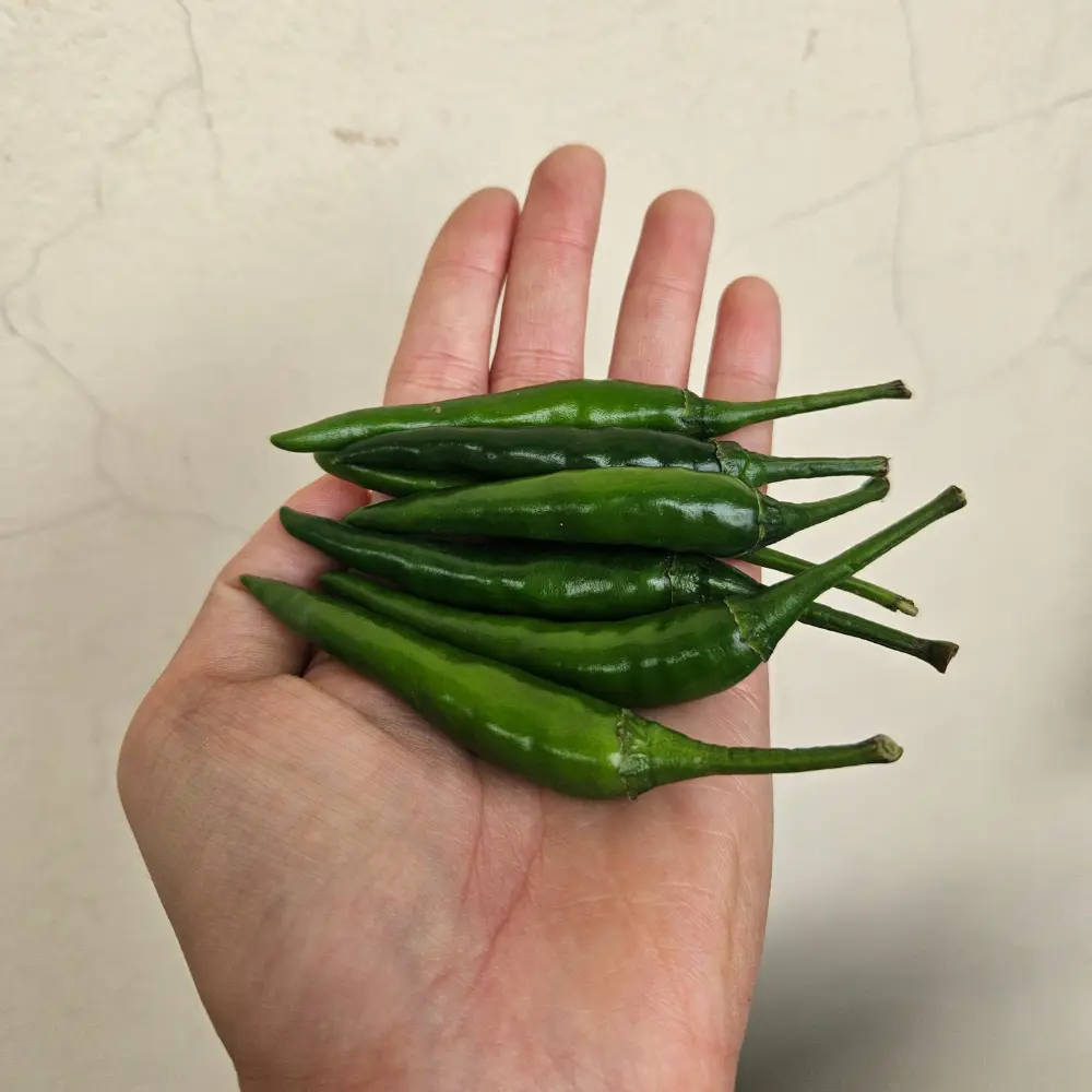 Top Vietnam Chili Manufacturer High Quality Fresh Green Chilli Pepper from Vietnam Spicy Herb Spice Ready to Export 4