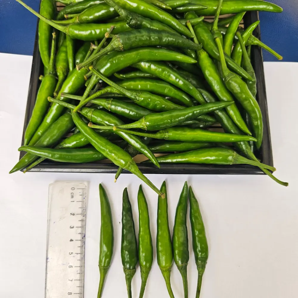 Top Vietnam Chili Manufacturer High Quality Fresh Green Chilli Pepper from Vietnam Spicy Herb Spice Ready to Export 2