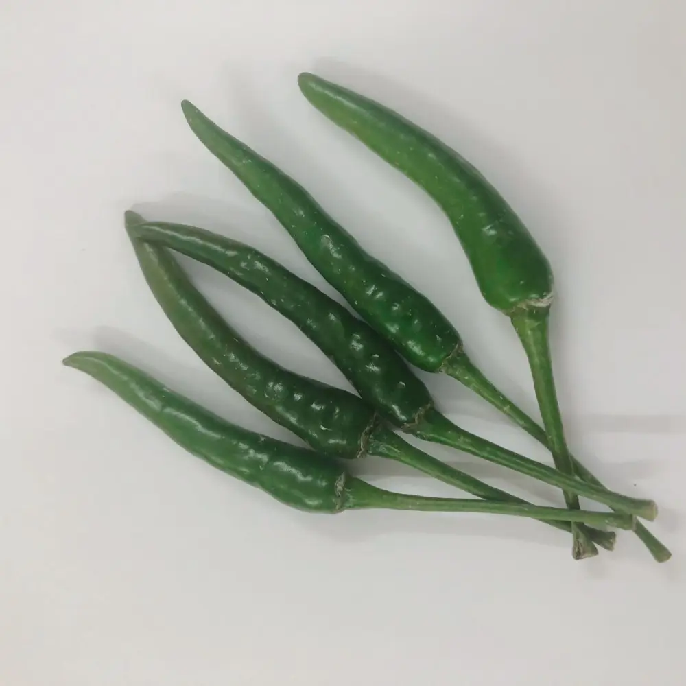 Top Vietnam Chili Manufacturer High Quality Fresh Green Chilli Pepper from Vietnam Spicy Herb Spice Ready to Export 1