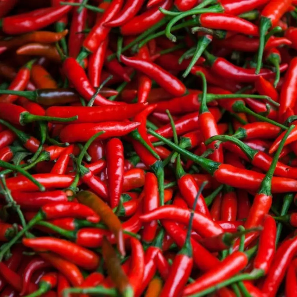 Vietnam High Quality Red Spicy Fresh Chili Cheap Price from Manufacturer 3