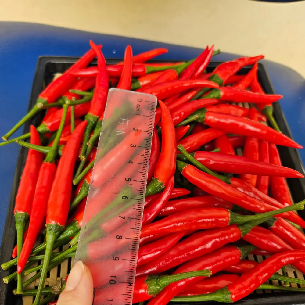 Vietnam High Quality Red Spicy Fresh Chili Cheap Price from Manufacturer 1