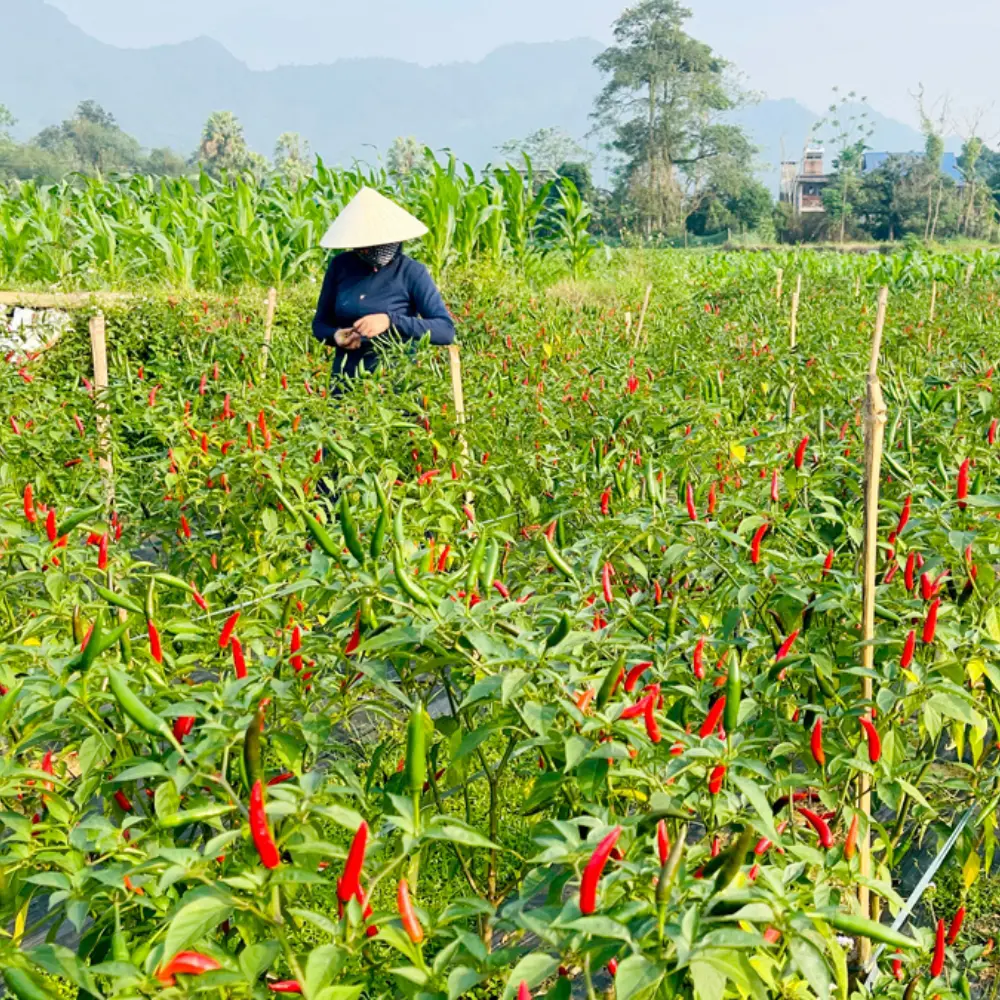 Vietnam High Quality Red Spicy Fresh Chili Cheap Price from Manufacturer 5
