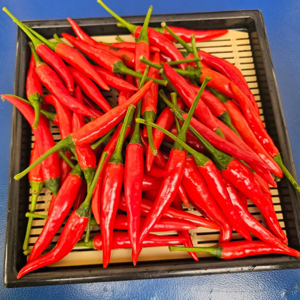 Vietnam High Quality Red Spicy Fresh Chili Cheap Price from Manufacturer 2