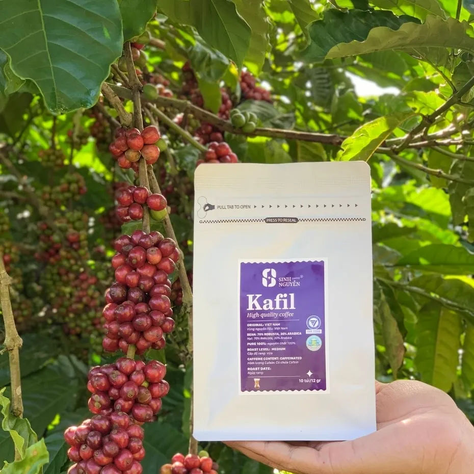 Whole Bean Coffee High Quality Robusta Caffeinated Filter Coffee Bean Kafil Factory Price Fruity Taste Vietnam Manufactured 3