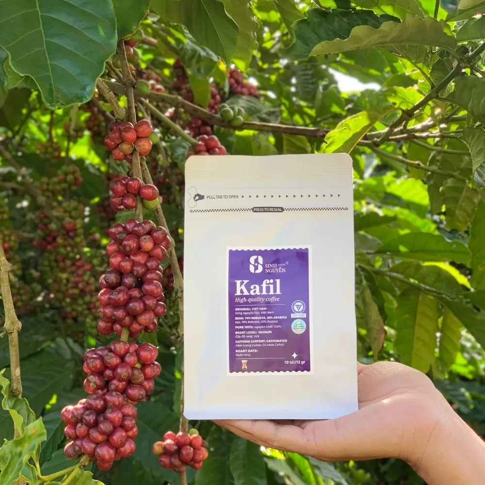 Whole Bean Premium Quality Robusta Coffee Kafil Caffeinated Filter Coffee with Fruity Taste Vietnam Manufacturer Factory Price 7