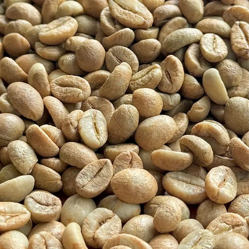 Wholesale Green Bean Coffee Factory Price Robusta Bean Filter Coffee Fruity Taste From Vietnamese Manufacturer 5